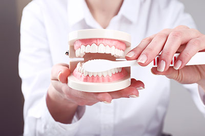 A person s hand holding open a dental model with teeth showing, against a blurred background of a white lab coat.